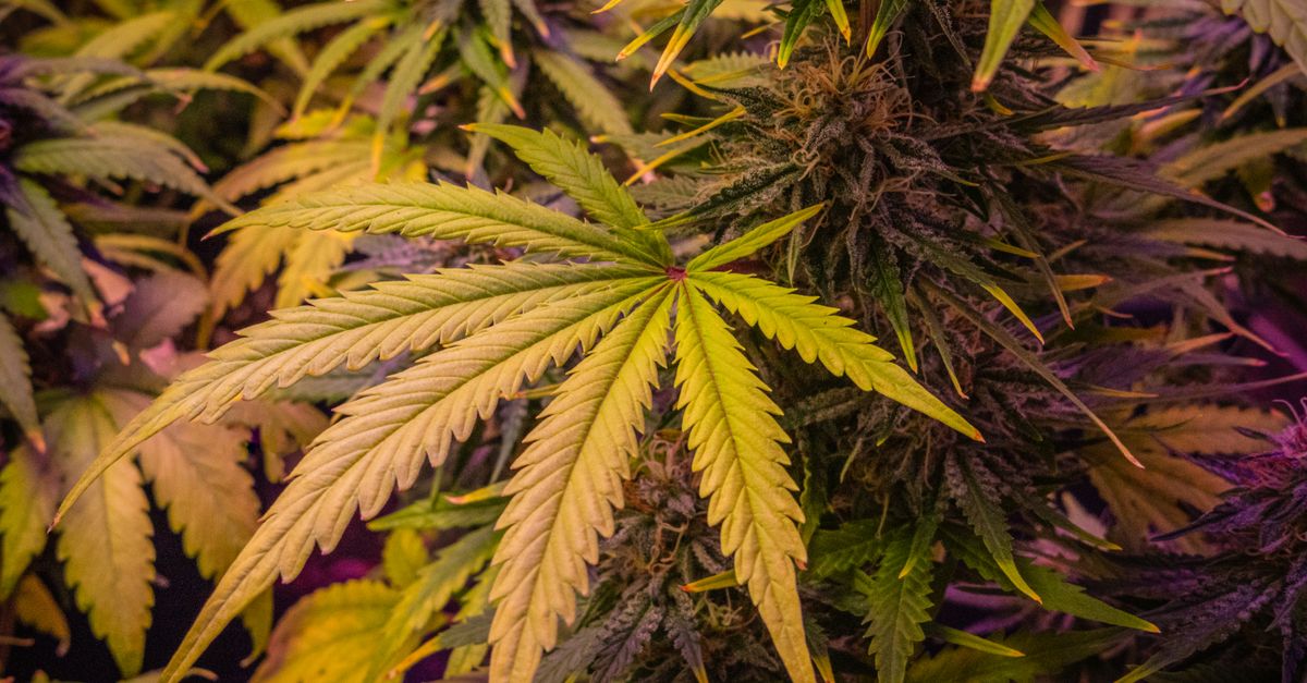 Inhaled Cannabis Tied to Higher Anesthesia Needs in Endoscopy Patients