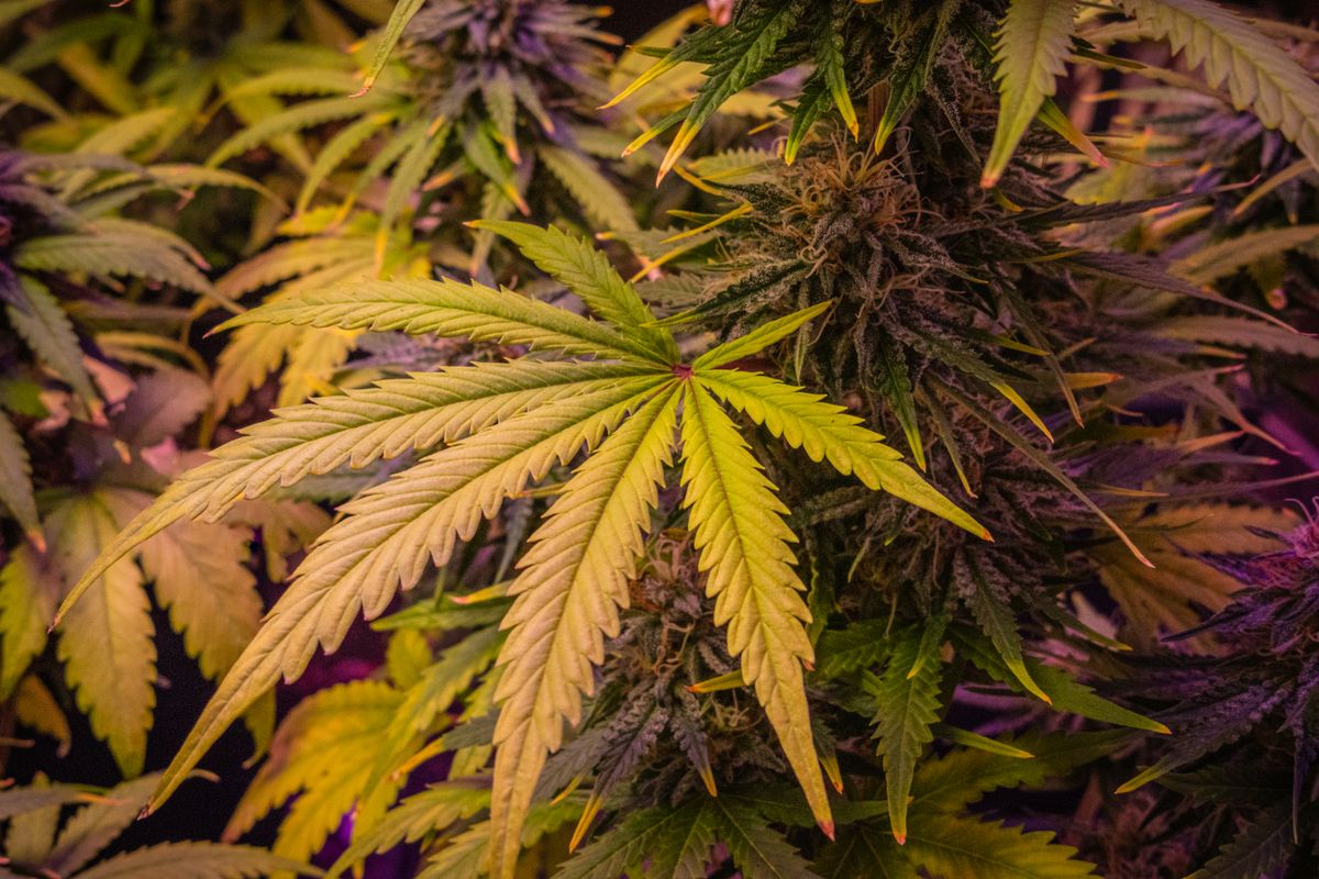 Moderne Cannabissorte mit dichten harzigen Bluetenstaenden und hohem THC-Potenzial