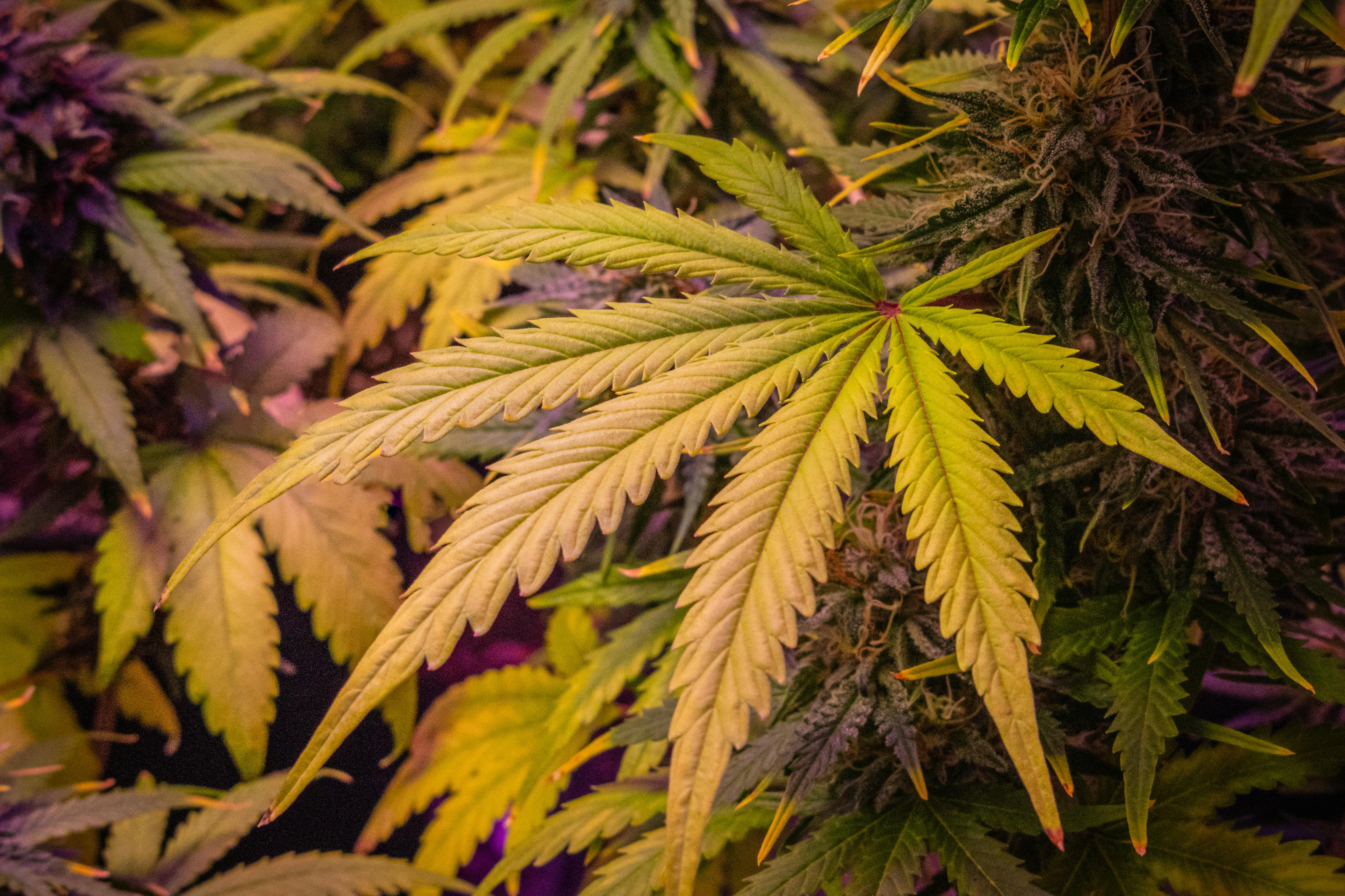 cannabis hemp oil — Photo by Keloke Grow on Pexels