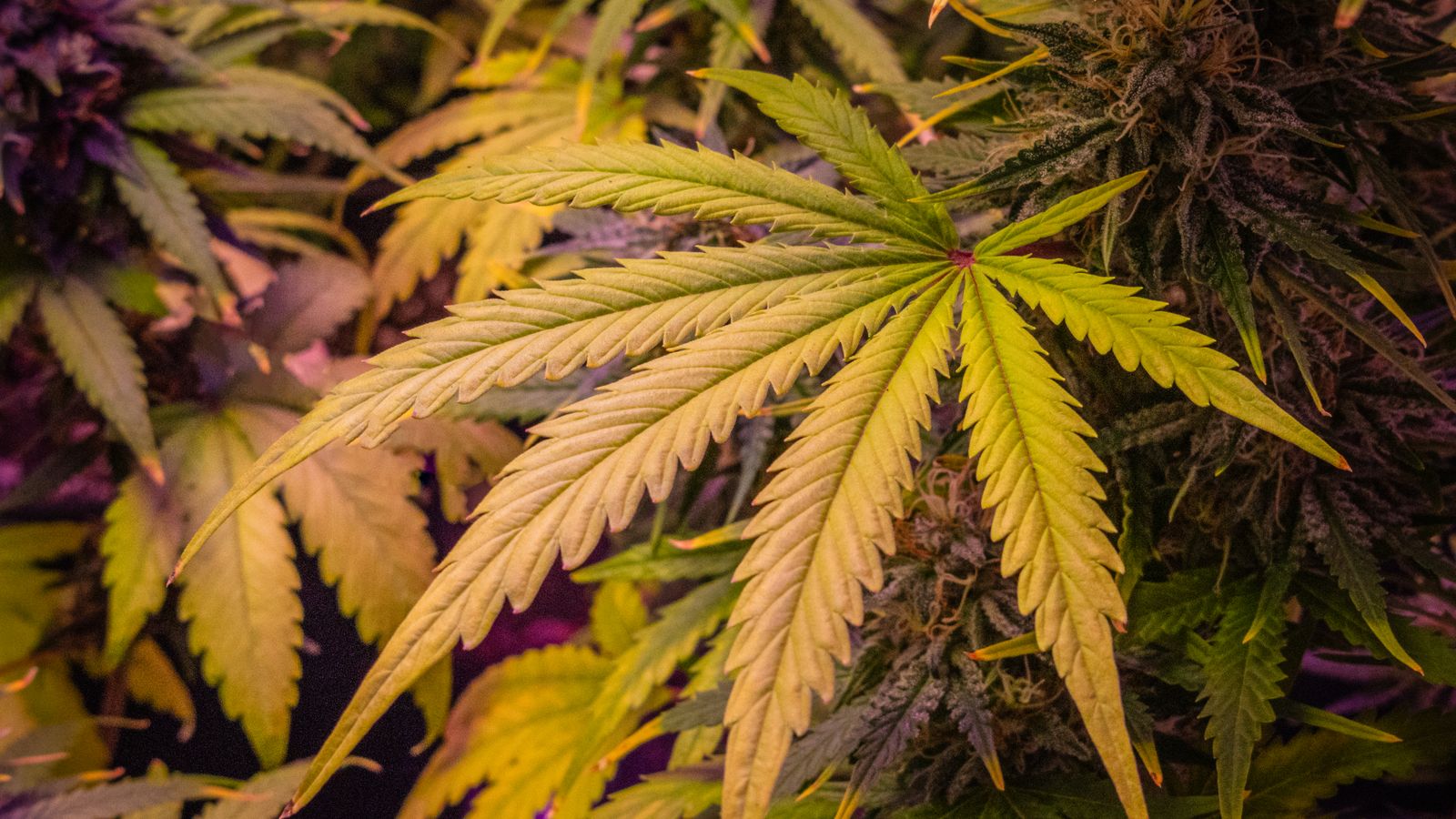 Detailed view of cannabis plant leaves highlighting their lush green texture.