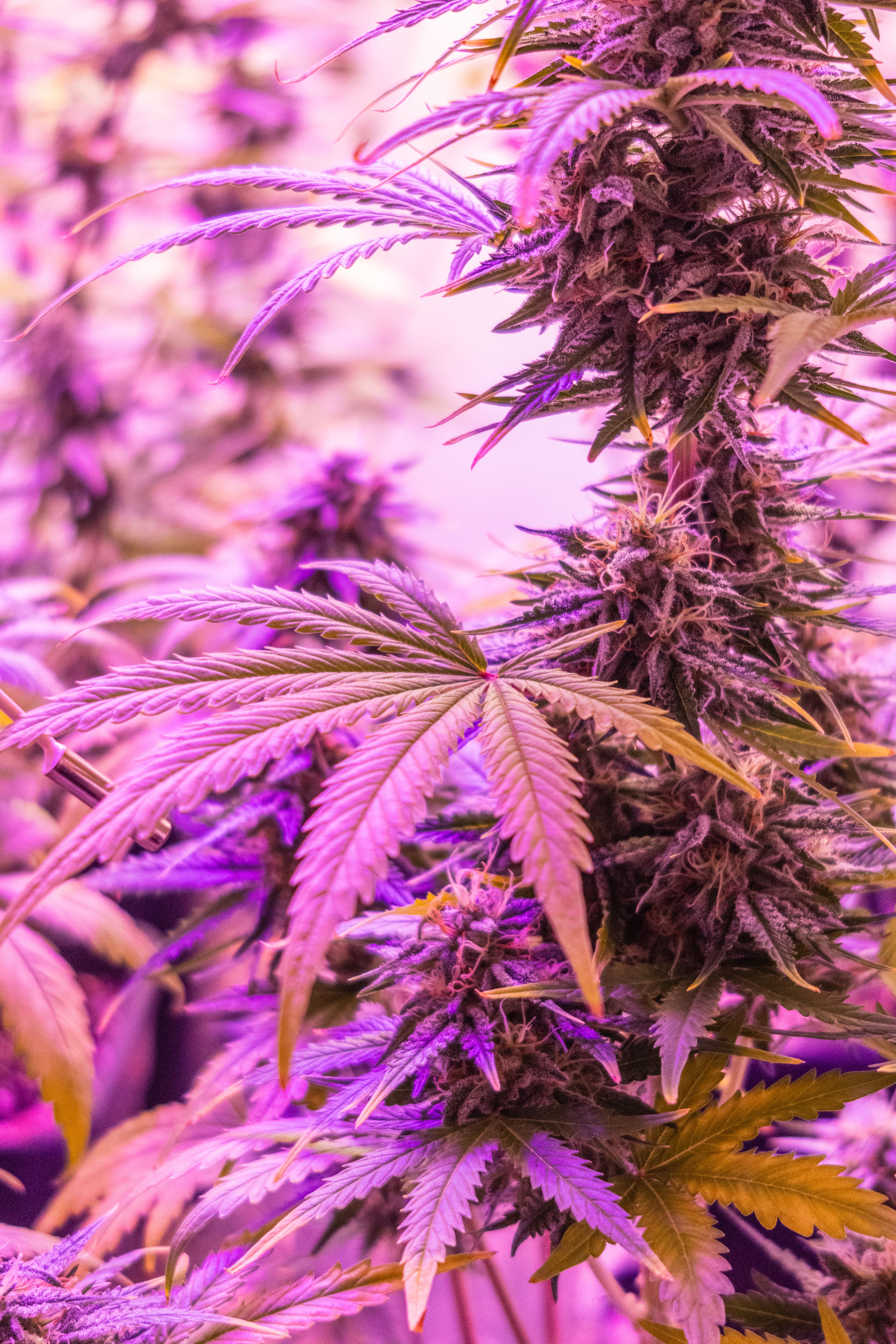 Diamond Socks — variedad cannabis Híbrida