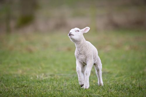 Free A cute young lamb jumping playfully in a lush green field during springtime, exuding innocence and new life. Stock Photo