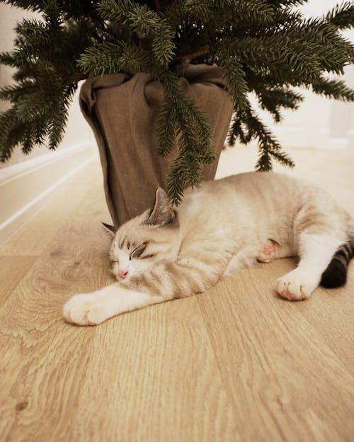 Photo Of Cat Laying Beside Pot