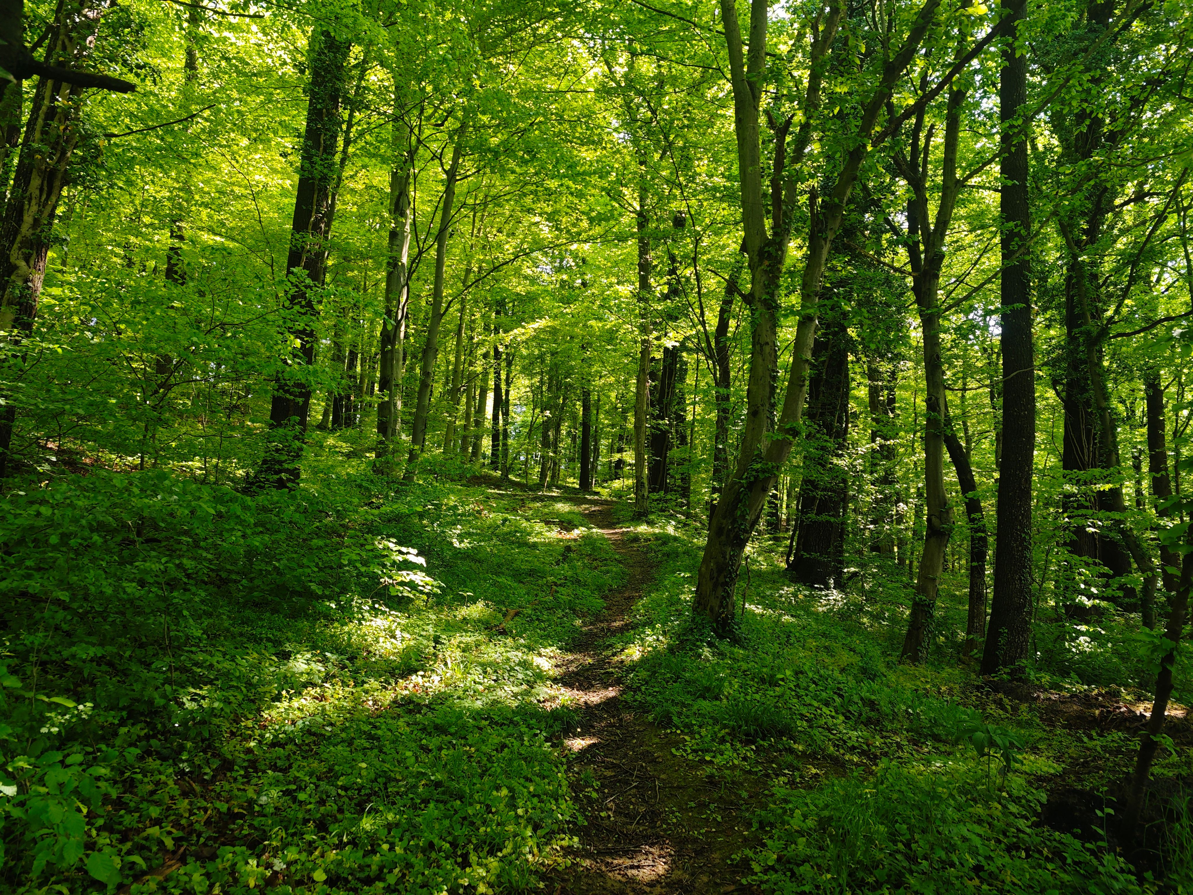 Tranquil Sunlit Forest Path in Springtime · Free Stock Photo