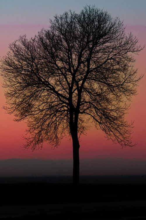 Free Silhouette of a bare tree set against a colorful sunset sky. Stock Photo