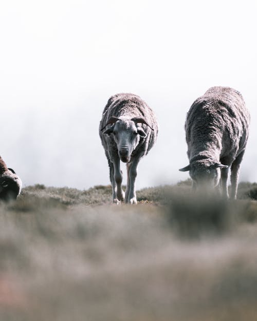 Sheeps On Grass Field