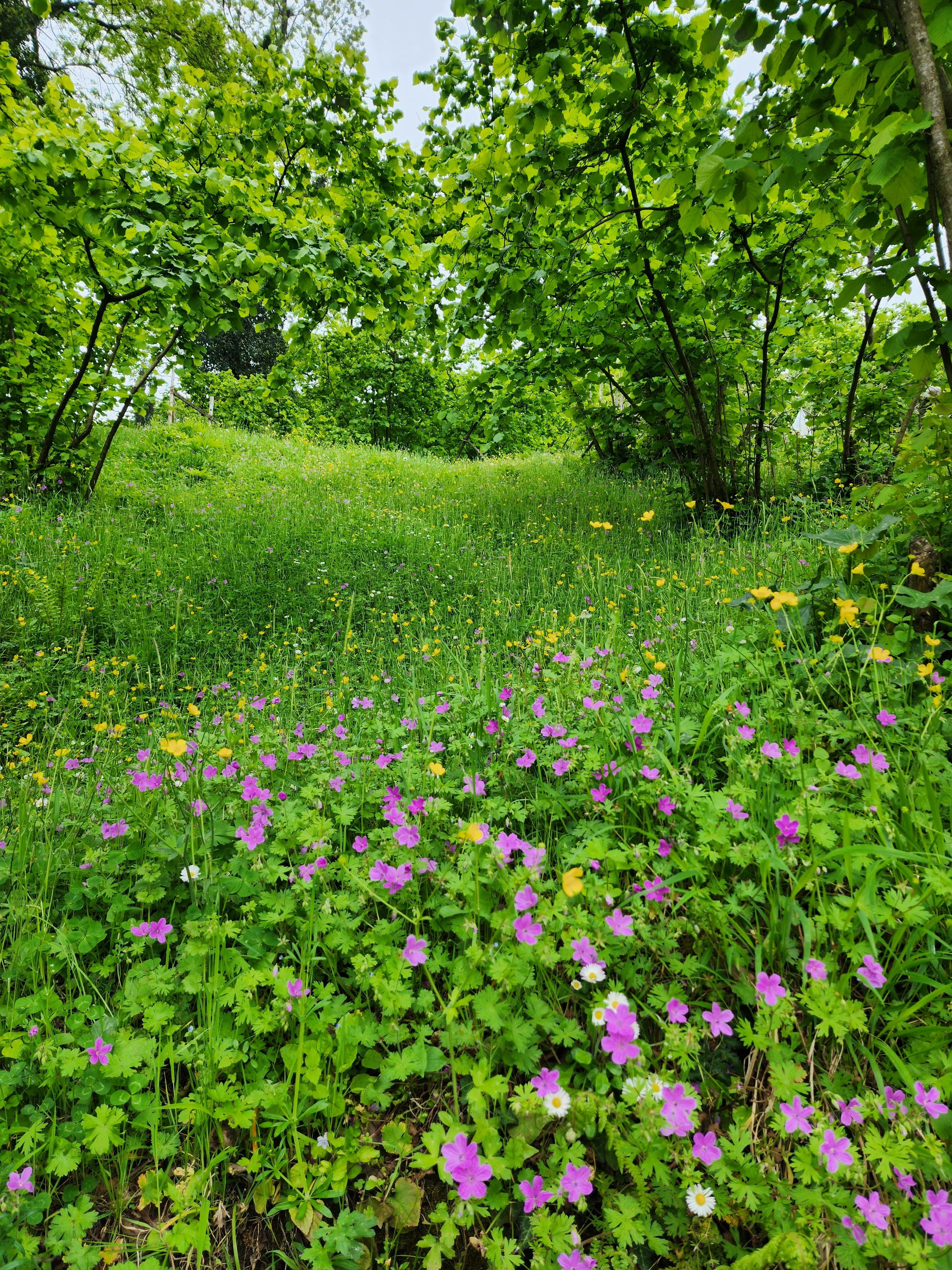 Vibrant Spring Wildflowers in a Lush Forest · Free Stock Photo