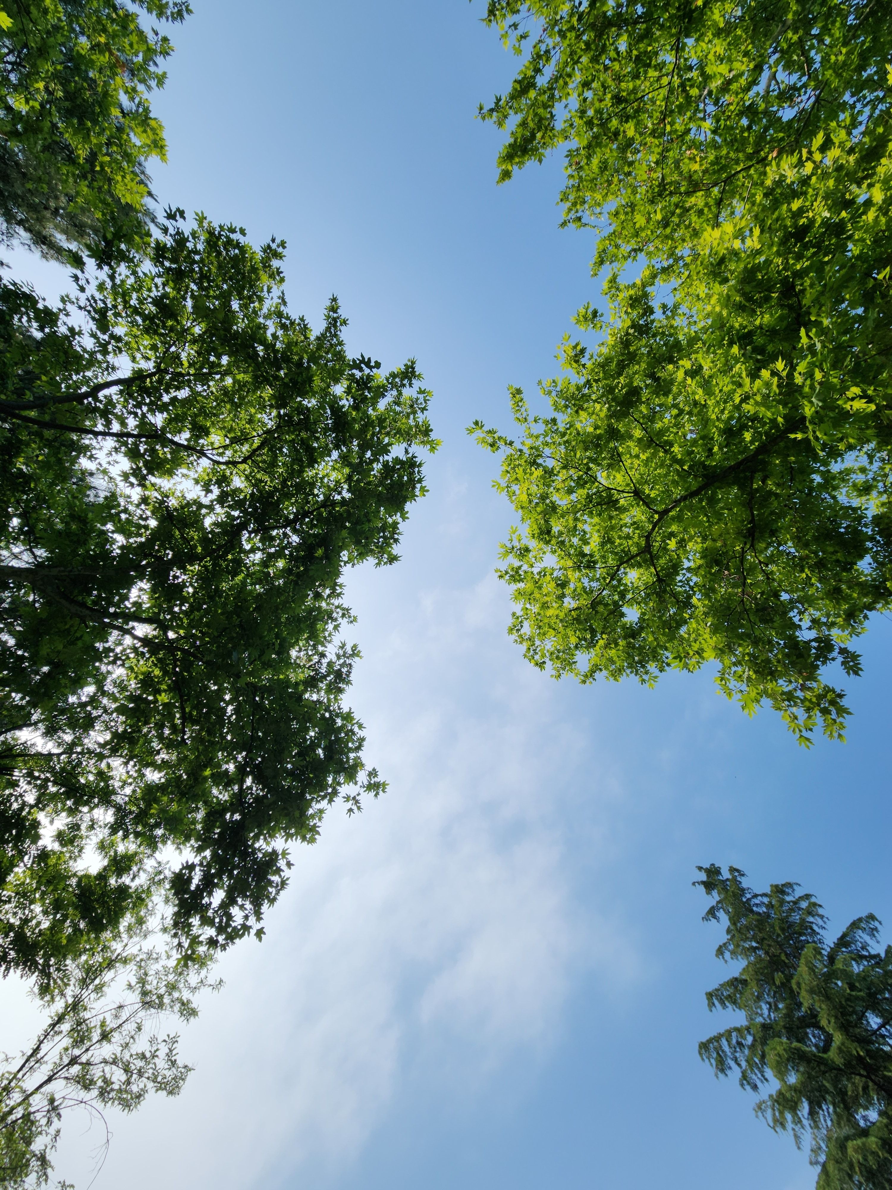 Lush Green Trees with Clear Blue Sky · Free Stock Photo