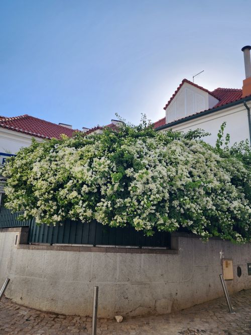 Free Lush jasmine bush with white flowers blooms vividly against rustic European architecture under a clear blue sky. Stock Photo