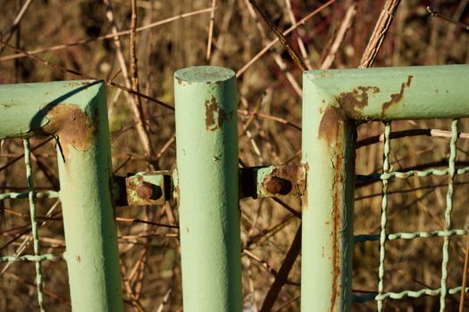 Close-up of a rusty green metal gate surrounded by dry plants outdoors, showcasing decay and nature.