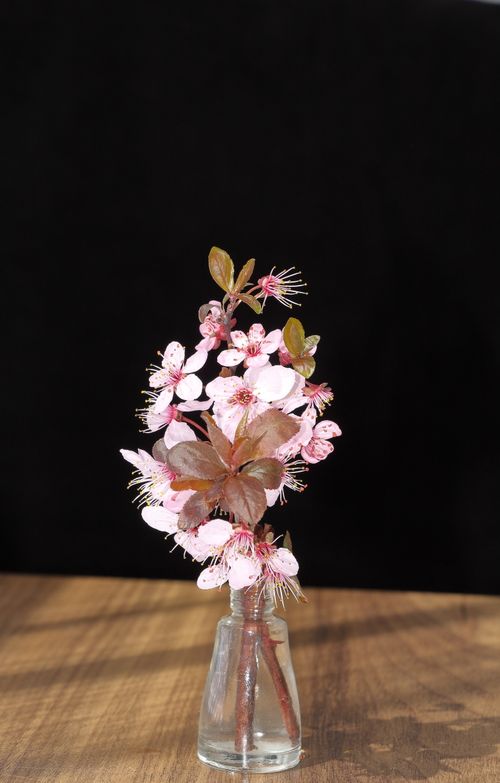 Free A close-up of beautiful pink cherry blossoms arranged in a small glass vase against a dark background. Stock Photo