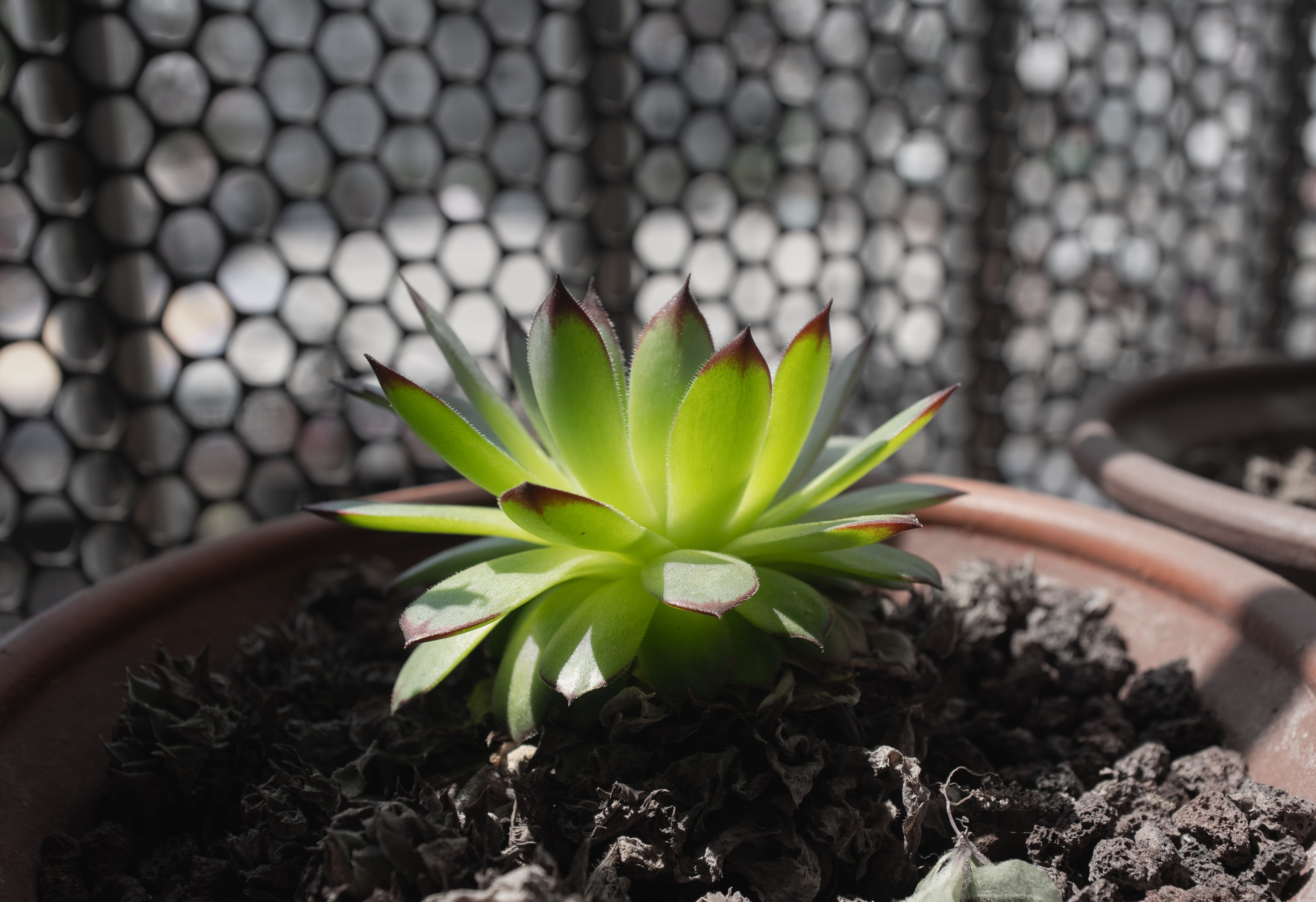 A vibrant green succulent plant in a clay pot with a modern metal mesh background.