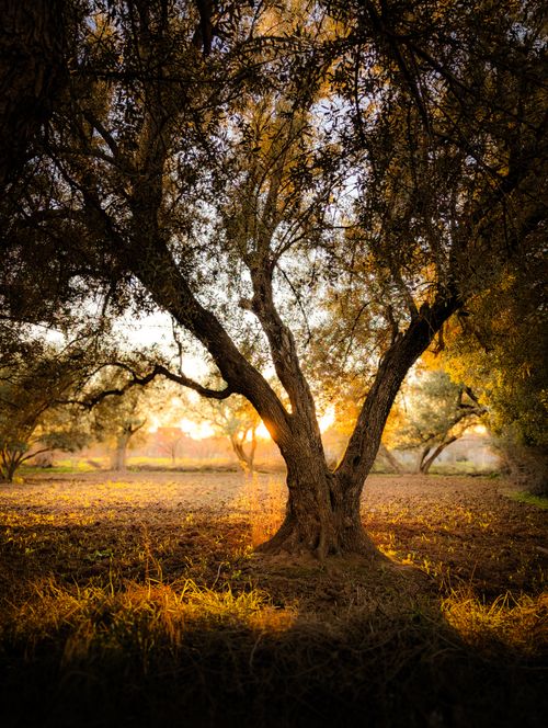 Free Sunset illuminating oak trees in a tranquil forest setting, creating a serene atmosphere. Stock Photo
