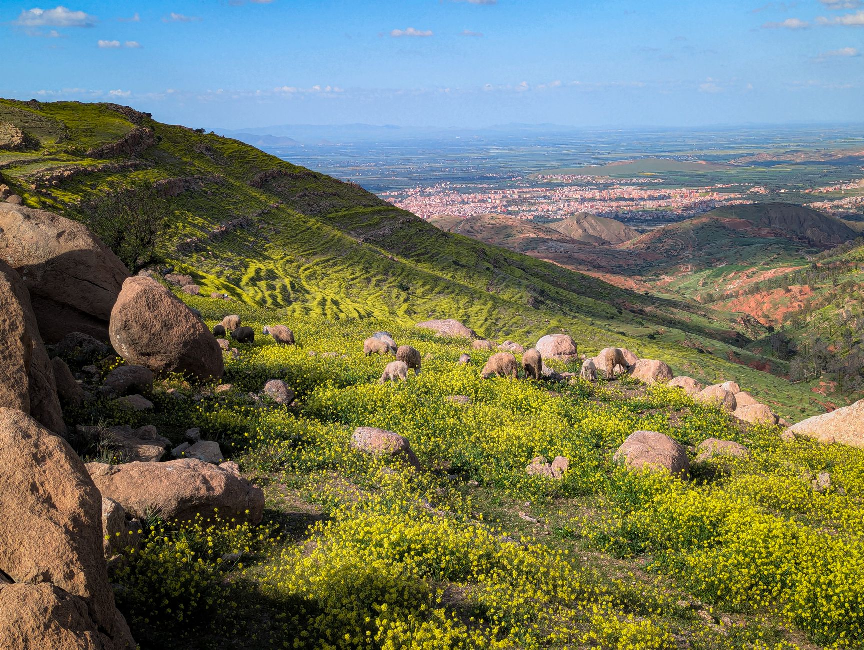 Picturesque mountain landscape with yellow flowers and distant city view.