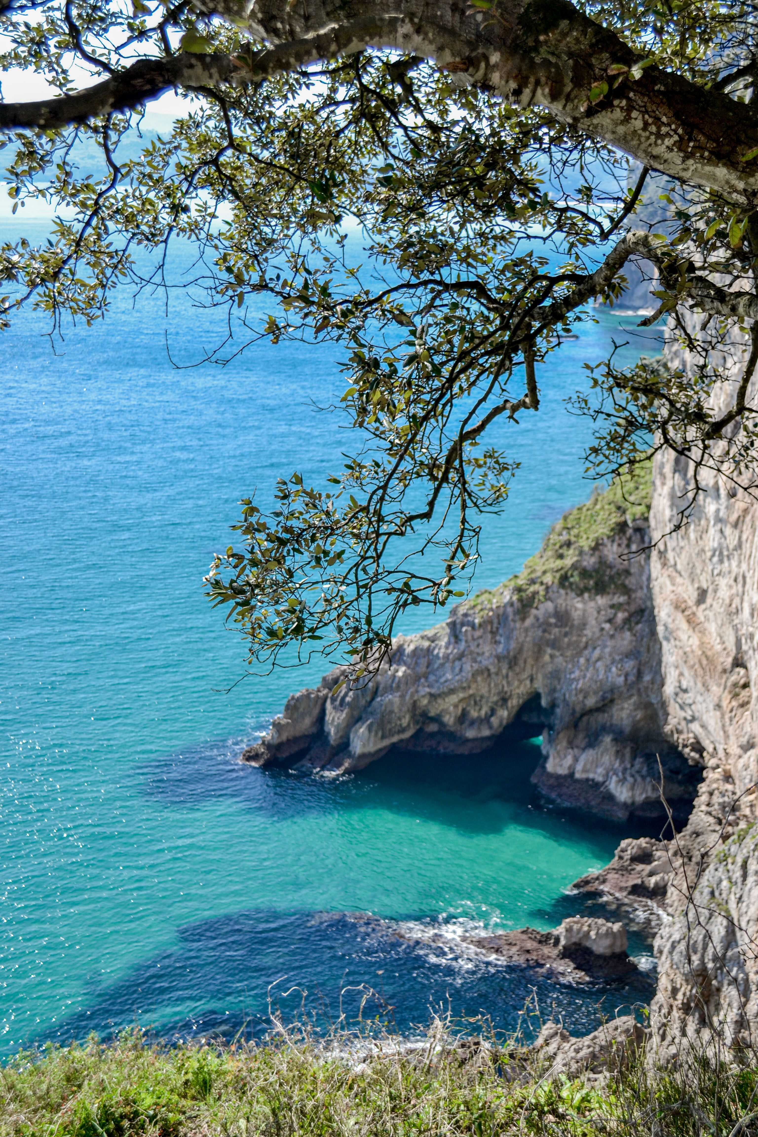Scenic Coastal View with Cliffs and Tree Overhang · Free Stock Photo