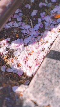 Delicate pink cherry blossom petals scattered on a sunlit sidewalk.