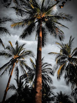 Dramatic view of palm trees silhouetted against a moody cloudy sky during sunset.