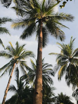 阳光明媚的日子里，郁郁葱葱的棕榈树向晴朗的蓝天倾斜