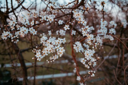 Close-up of blossoming cherry branches with delicate white flowers against a natural background.