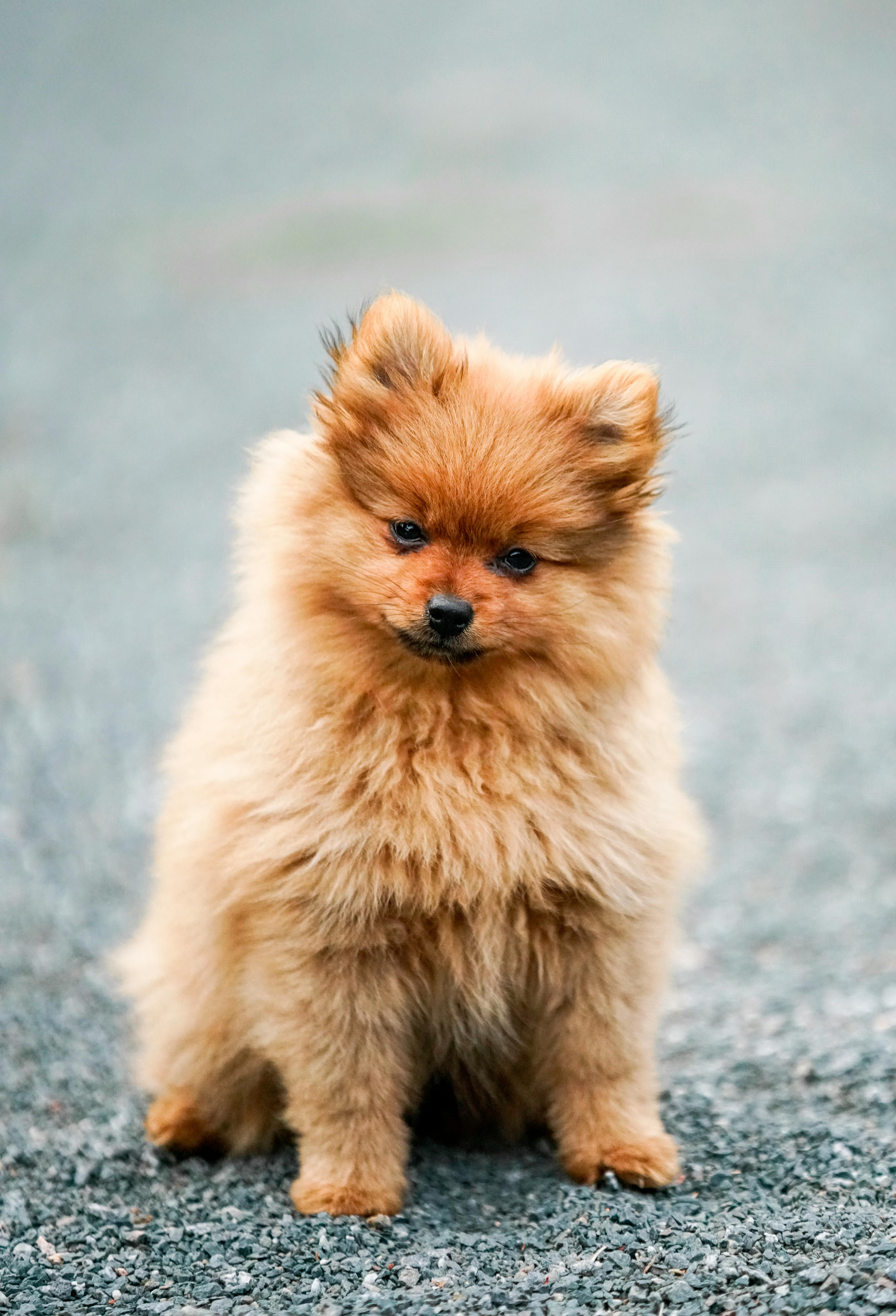 Cute Dogs Wallpaper APK for Android Download