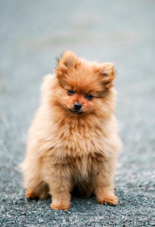 Free Brown Pomeranian Puppy on Grey Concrete Floor Stock Photo