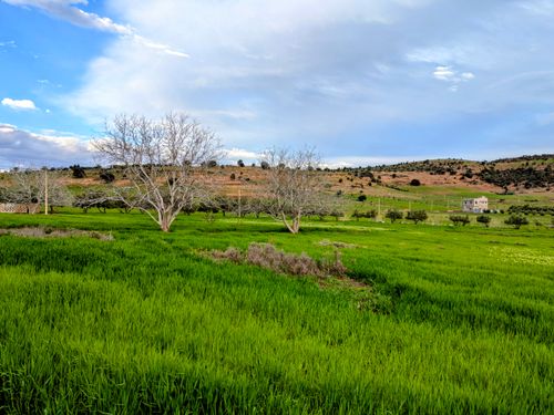 Free Serene landscape of green fields under a blue sky, featuring barren trees in a calm rural setting. Stock Photo