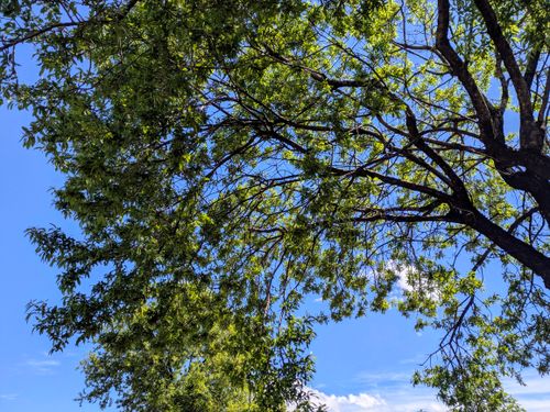 Free Vibrant green tree foliage under a bright blue sky, capturing the essence of nature in summer. Stock Photo