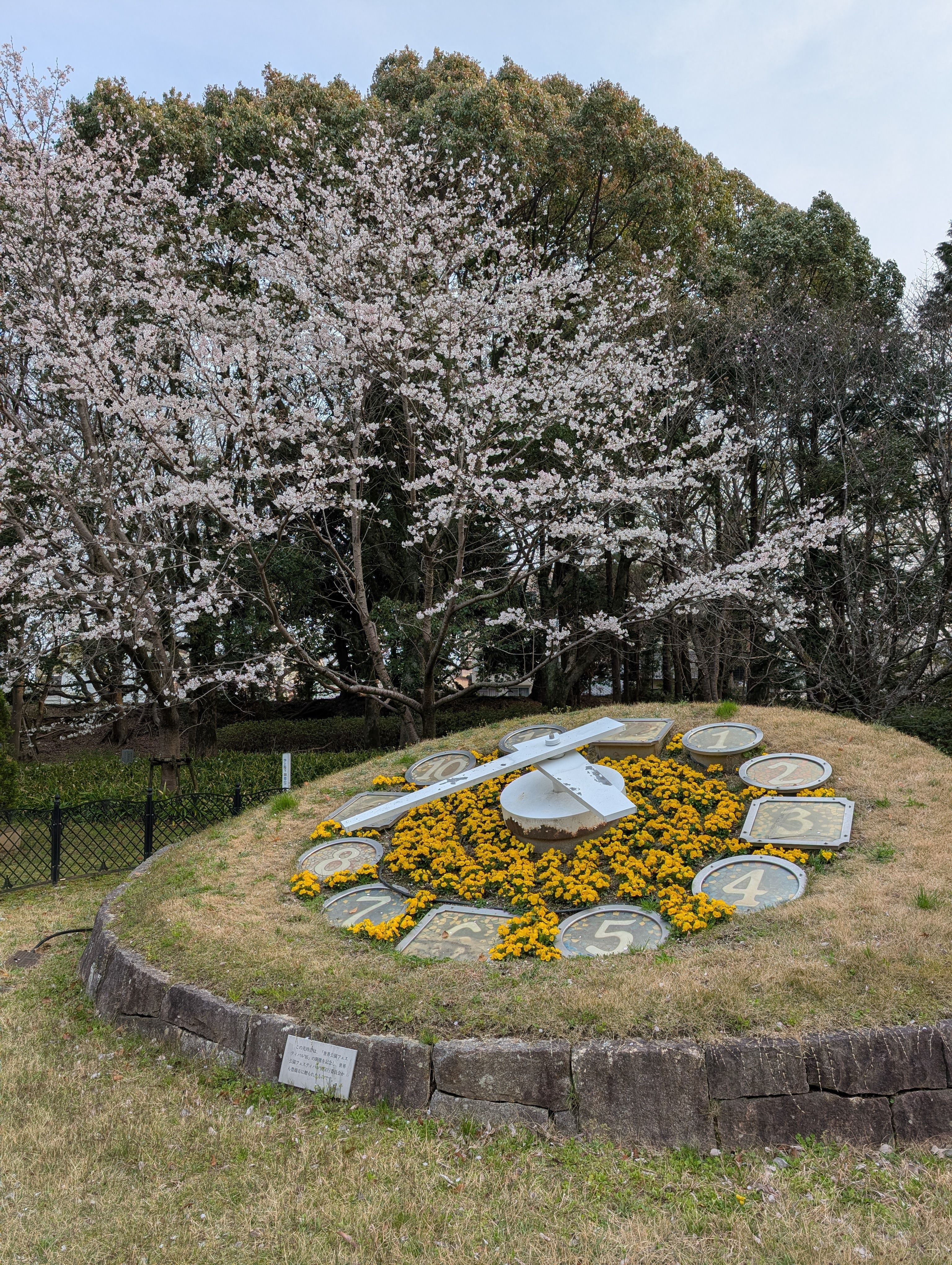 Gratuit Un ceas floral vibrant, înconjurat de flori de cireș în Toyohashi, Japonia, surprinzând frumusețea primăverii. Fotografie de stoc