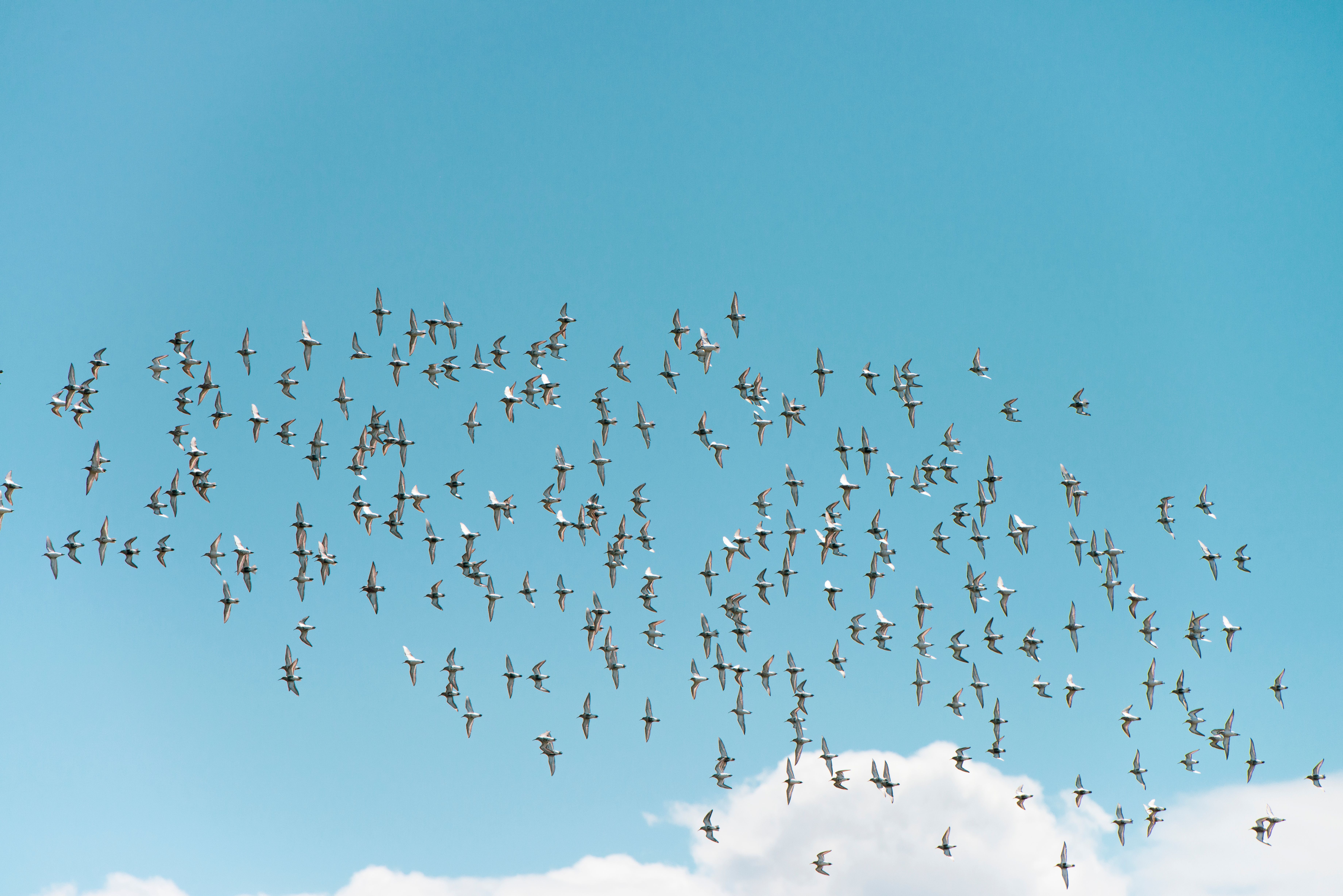 Urbandale amends contract with Flock camera company to improve data transparency — Photo by Garden Photography on Pexels