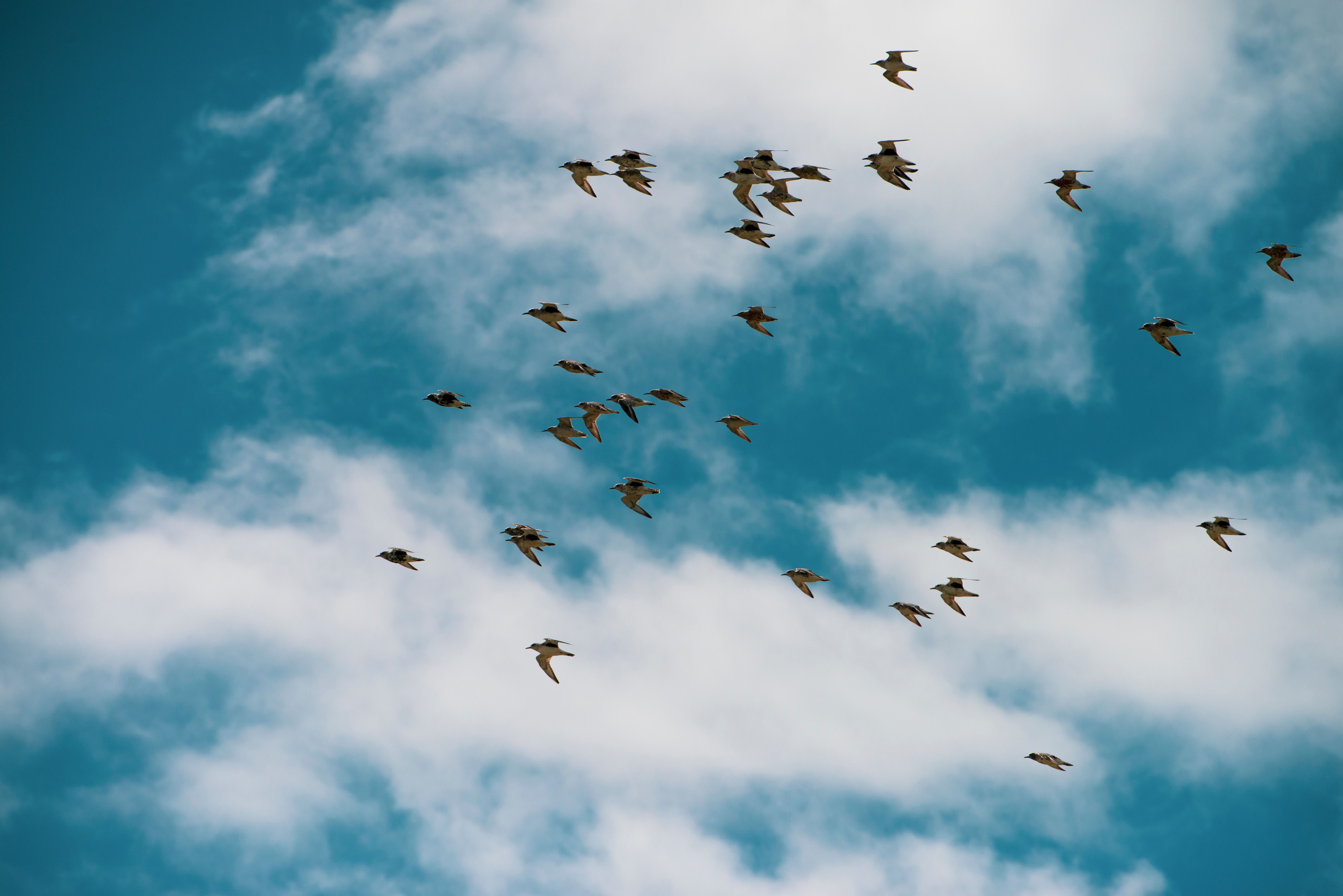 Flock of Birds Soaring in Blue Sky · Free Stock Photo