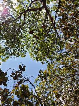 A picturesque view of the sky framed by vibrant green forest leaves on a sunny day in Gia Lai, Vietnam.