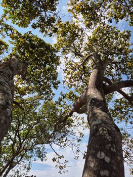 Serene perspective of lush trees reaching toward the blue sky in Gia Lai, Vietnam.