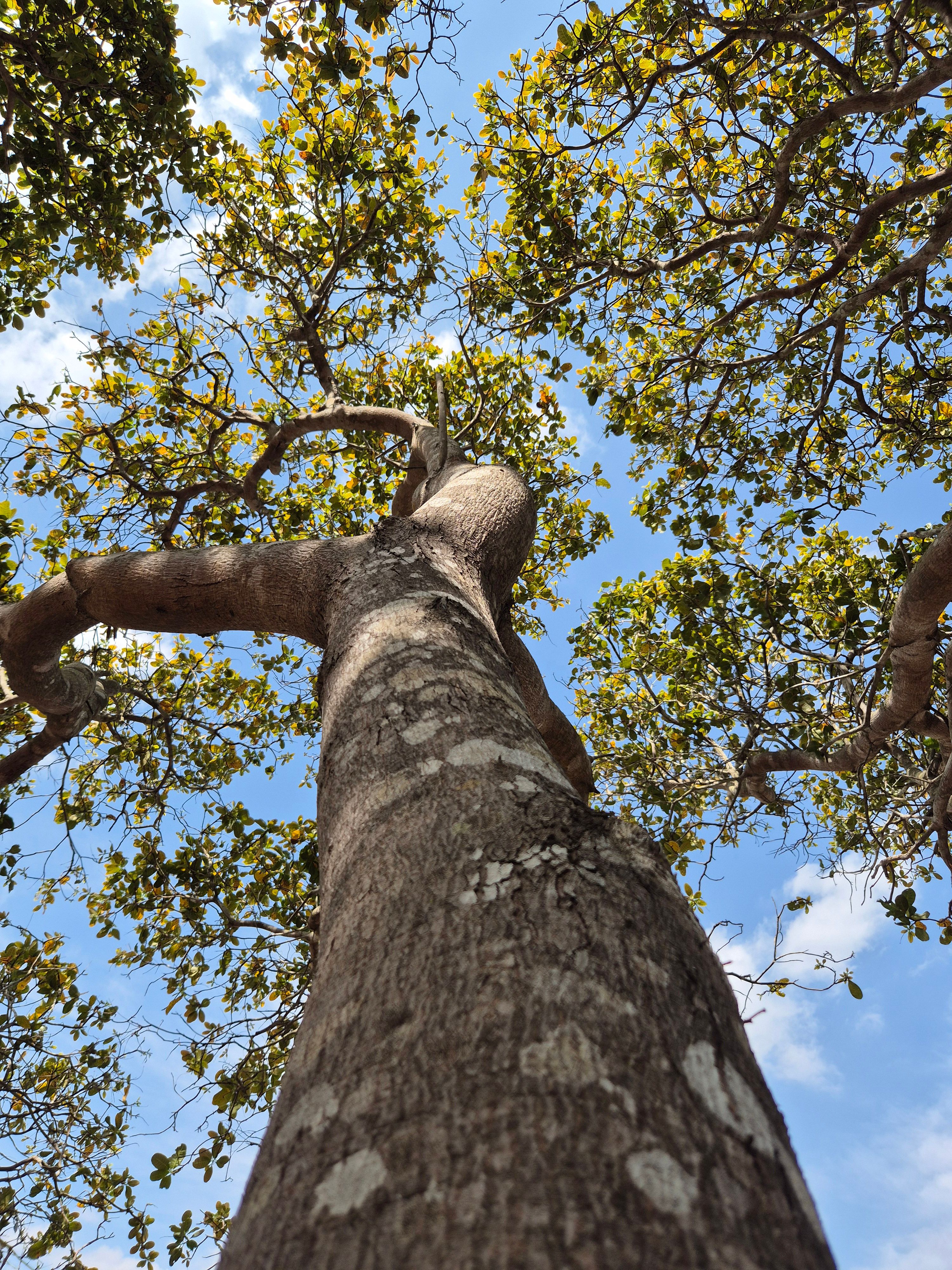 View from below of a tall tree reaching into the vibrant blue sky in Gia Lai, Vietnam.
