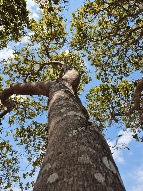 Free View from below of a tall tree reaching into the vibrant blue sky in Gia Lai, Vietnam. Stock Photo