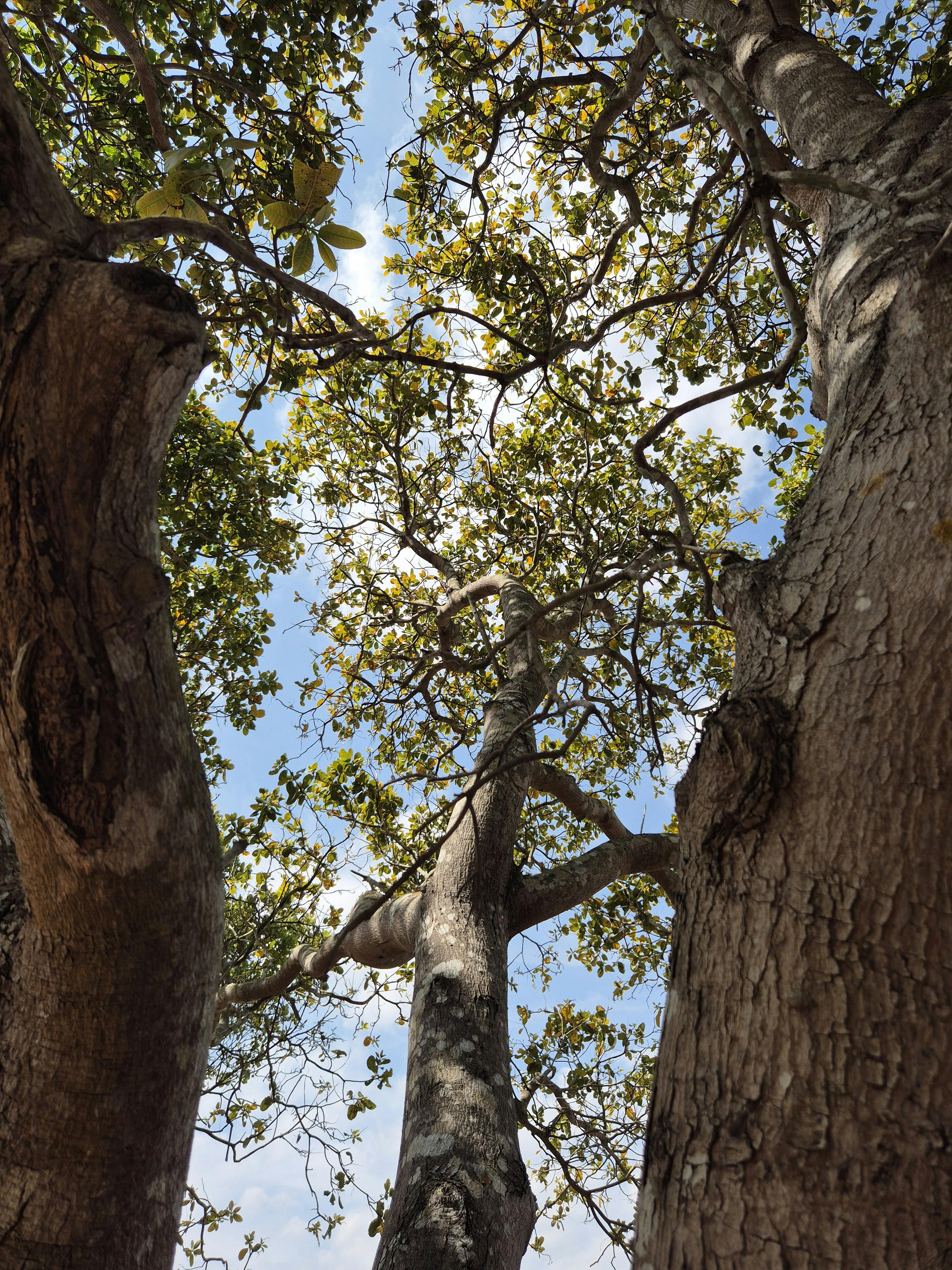Upward view of a lush forest canopy in Gia Lai, Vietnam under a clear blue sky.