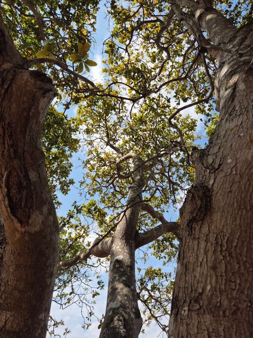 Free Upward view of a lush forest canopy in Gia Lai, Vietnam under a clear blue sky. Stock Photo