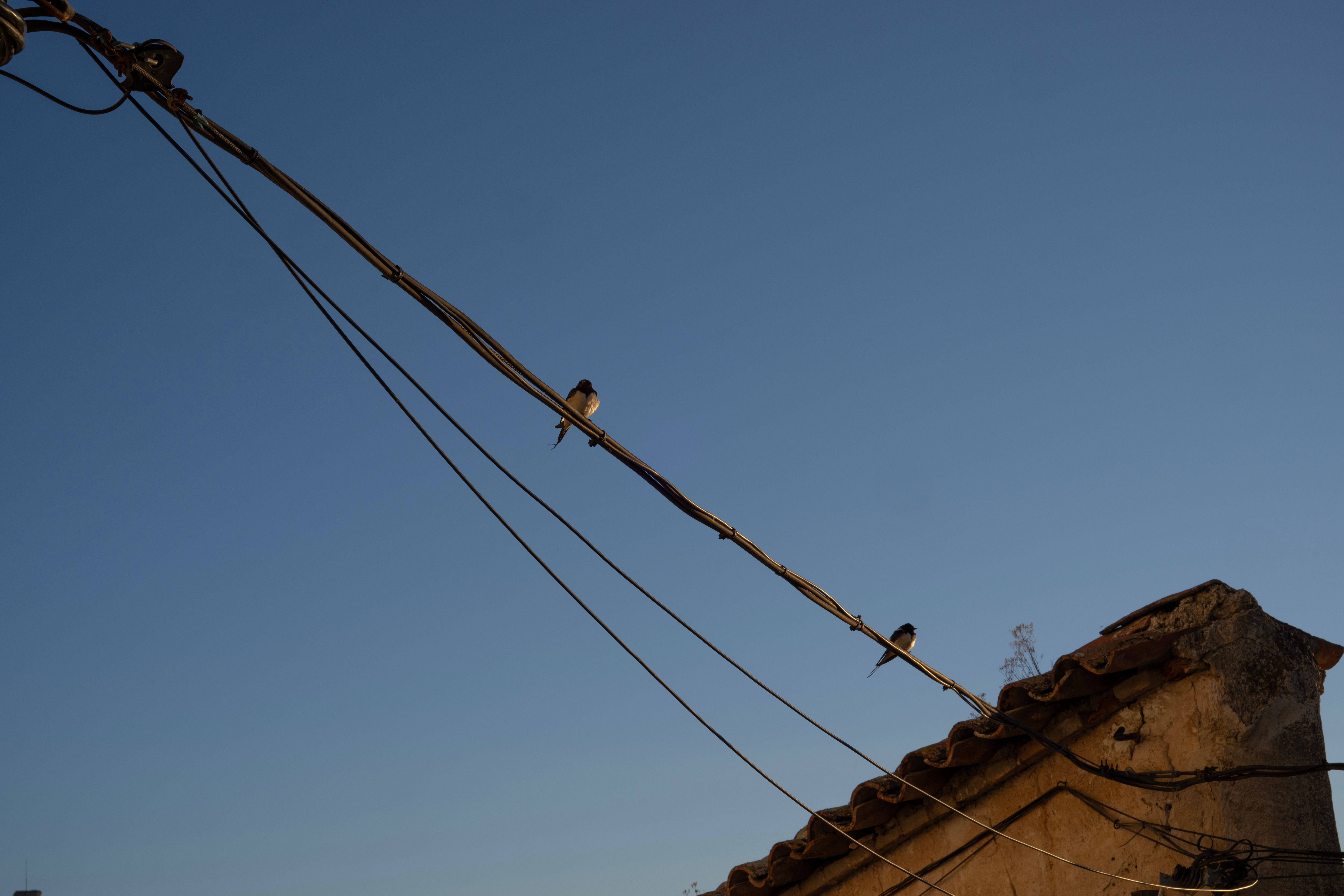 common swifts sleep
