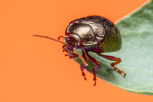 Free Close-up macro image of a colorful leaf beetle perched on a leaf against an orange background. Stock Photo