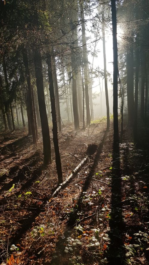 Free Sunlight streaming through trees in a misty forest, creating a serene natural scene. Stock Photo
