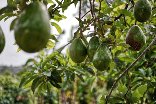 Плоды авокадо, висящие на дереве