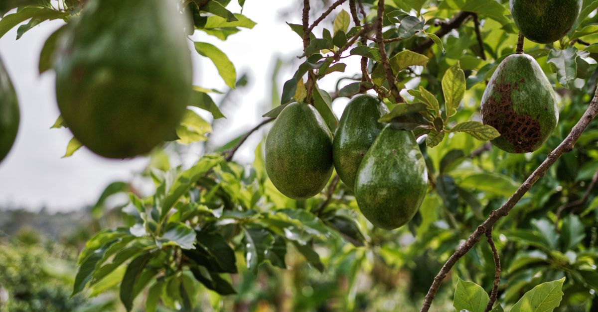 Nông dân Ấn Độ chật vật đáp ứng nhu cầu bơ avocado bùng nổ