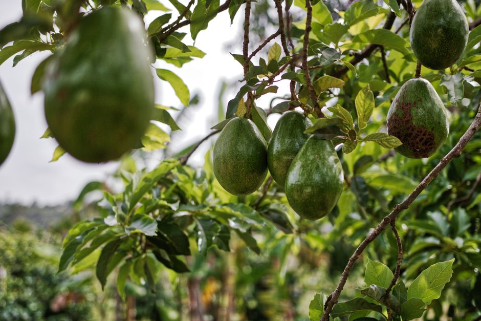 Ripe avocado fruits hanging from a lush green avocado tree — pruning avocado trees in Surrey BC