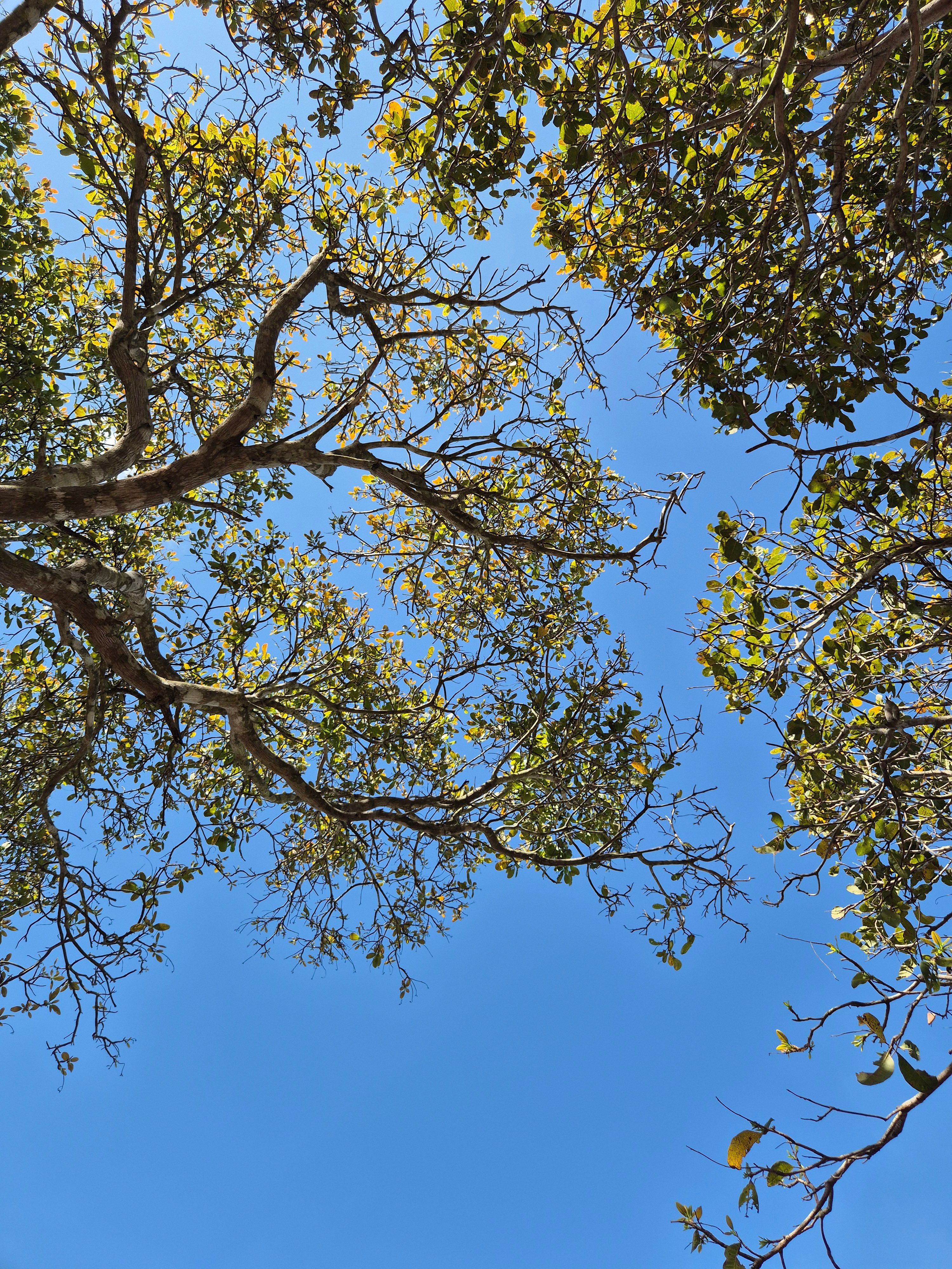 Lush Forest Canopy with Clear Blue Sky · Free Stock Photo