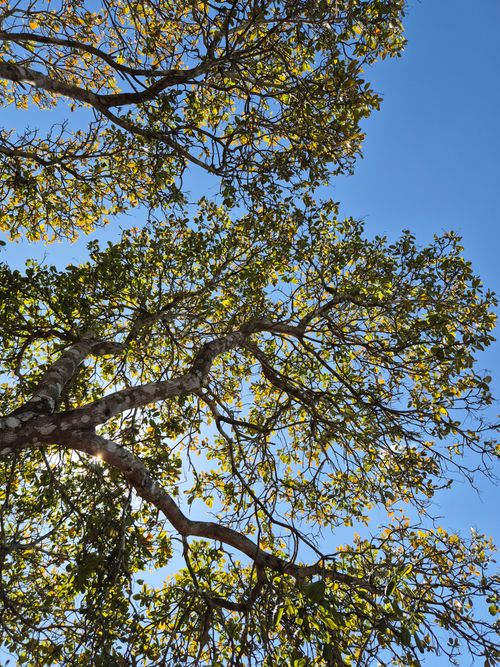 Free Enjoy a peaceful view of sunlight filtering through leafy trees in Gia Lai, Vietnam. Stock Photo