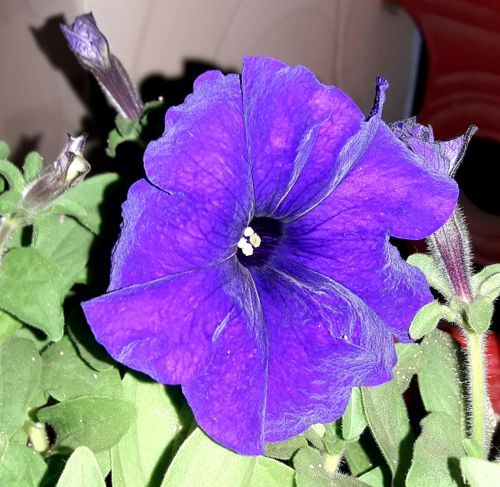 Free stock photo of beautiful flower, purple flower Stock Photo