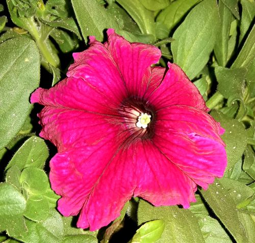 Free stock photo of beautiful flower, pink flower Stock Photo