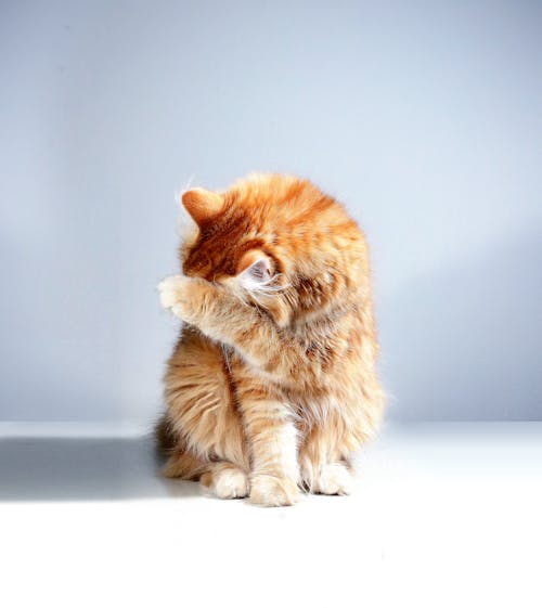 Gratis Kucing Tabby Oranye Di Meja Putih Foto Stok