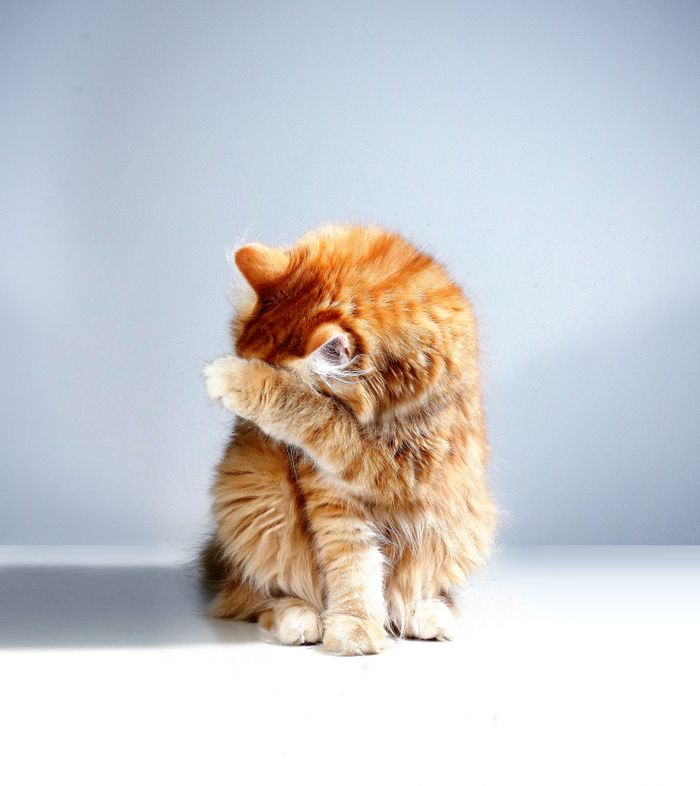 Tabby cat after grooming