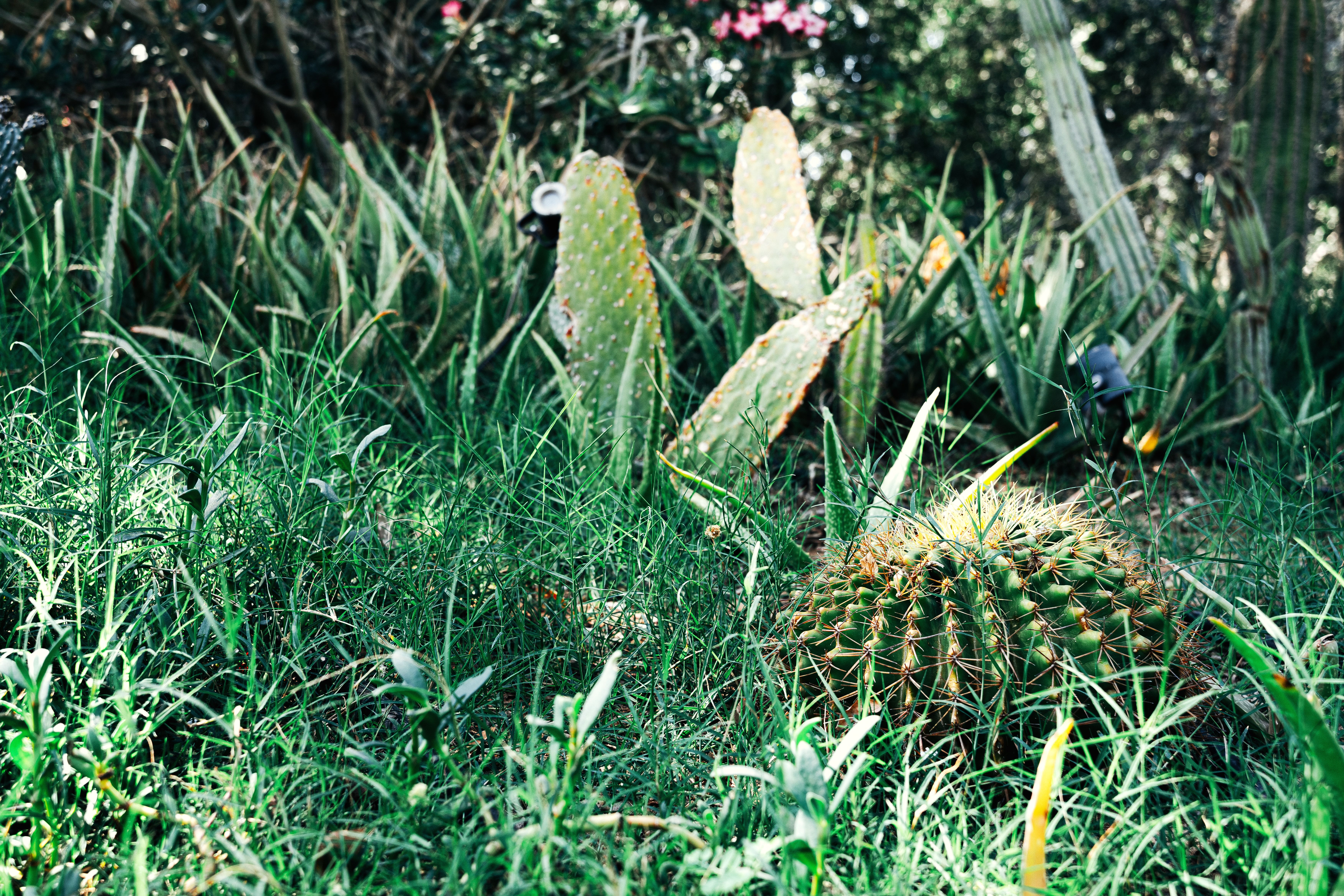 Cómo cultivar plantas resistentes a la sequía en tu jardín