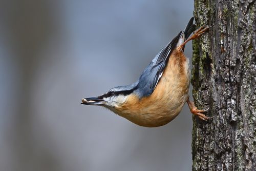 Free A nuthatch clings to tree bark, capturing a moment of nature's beauty in spring. Stock Photo